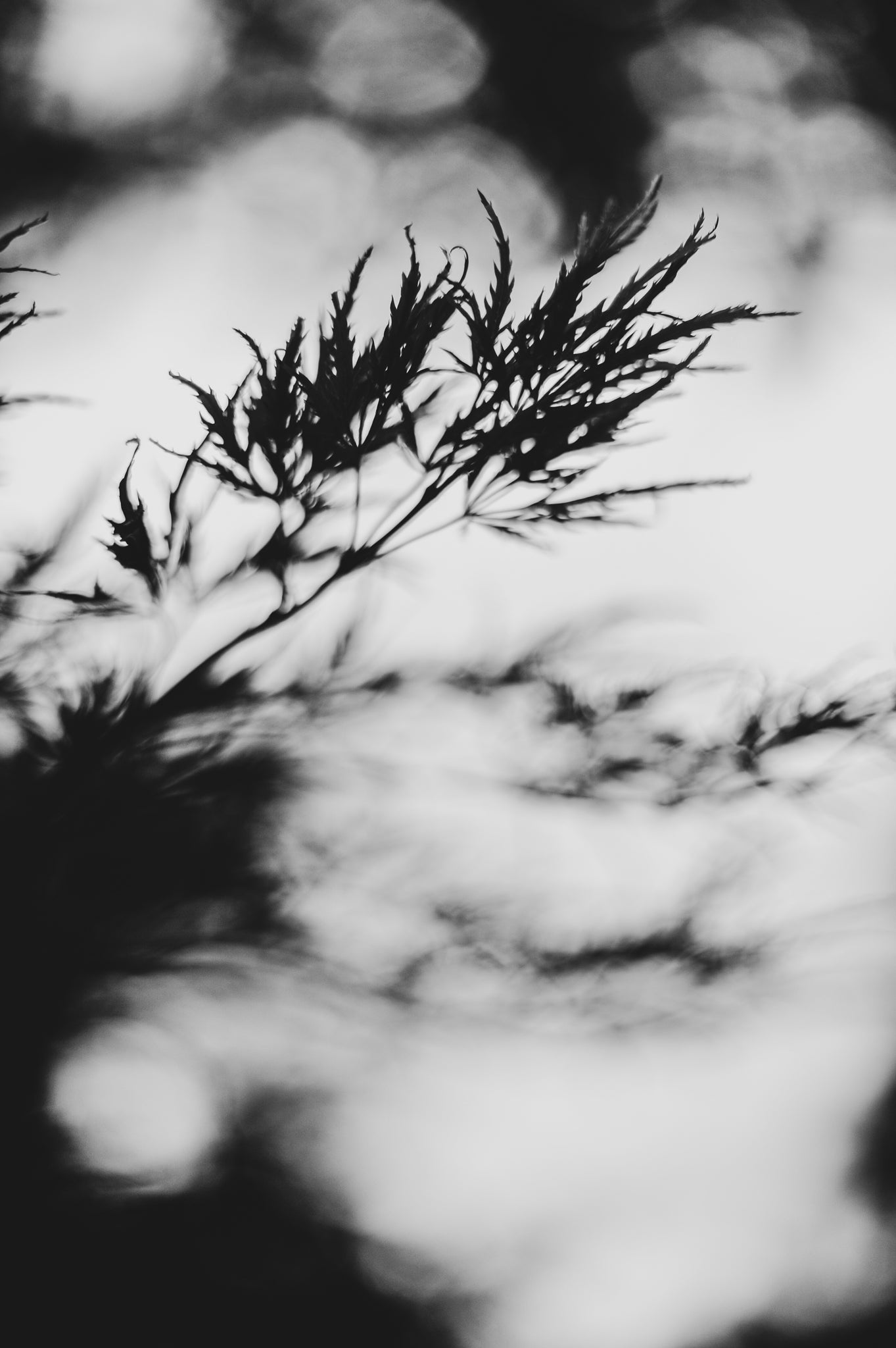 Fraught and Focus, 2019-06-22-3663
