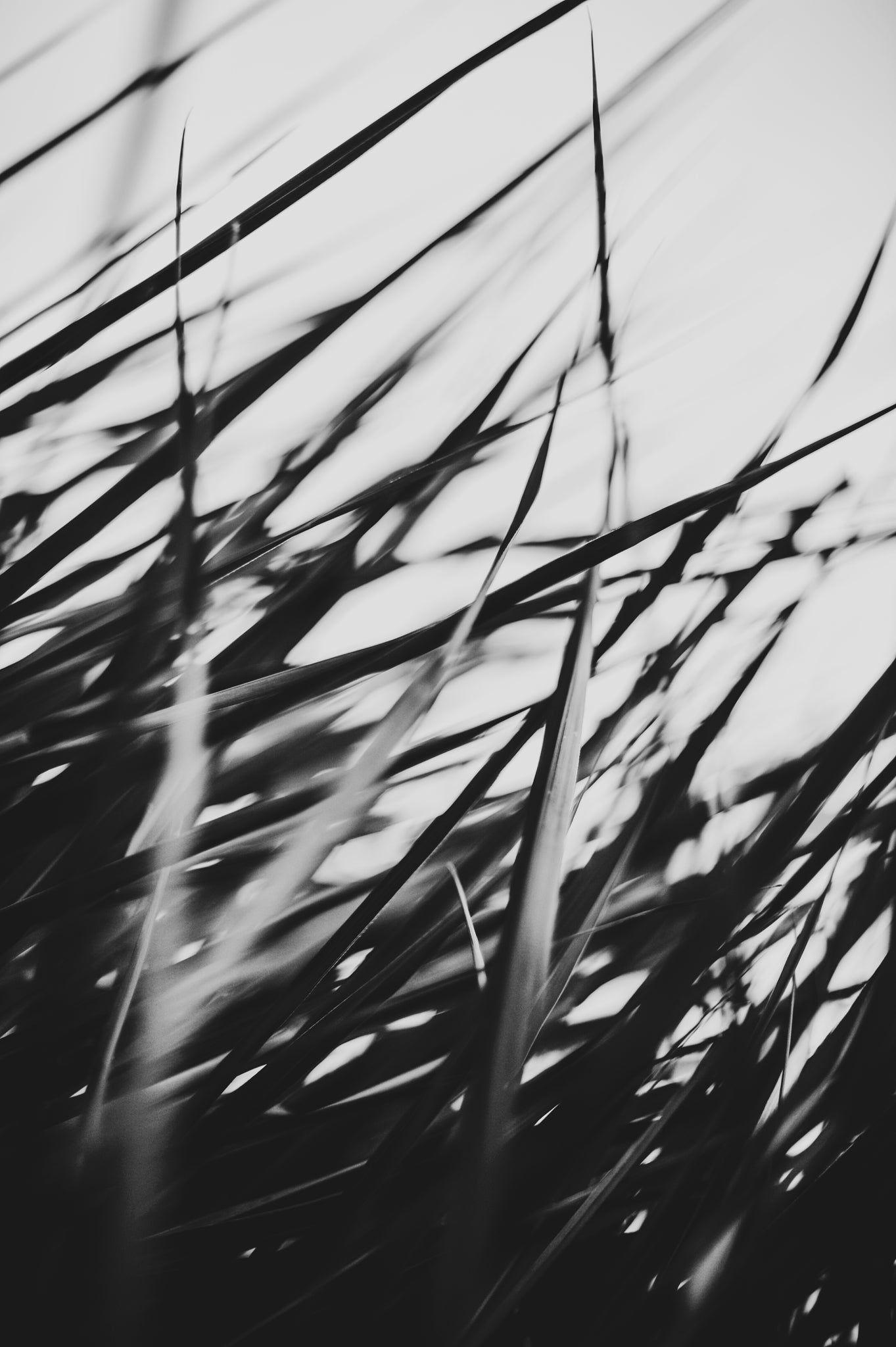 Pulse and Impression, 2011-06-19-7983