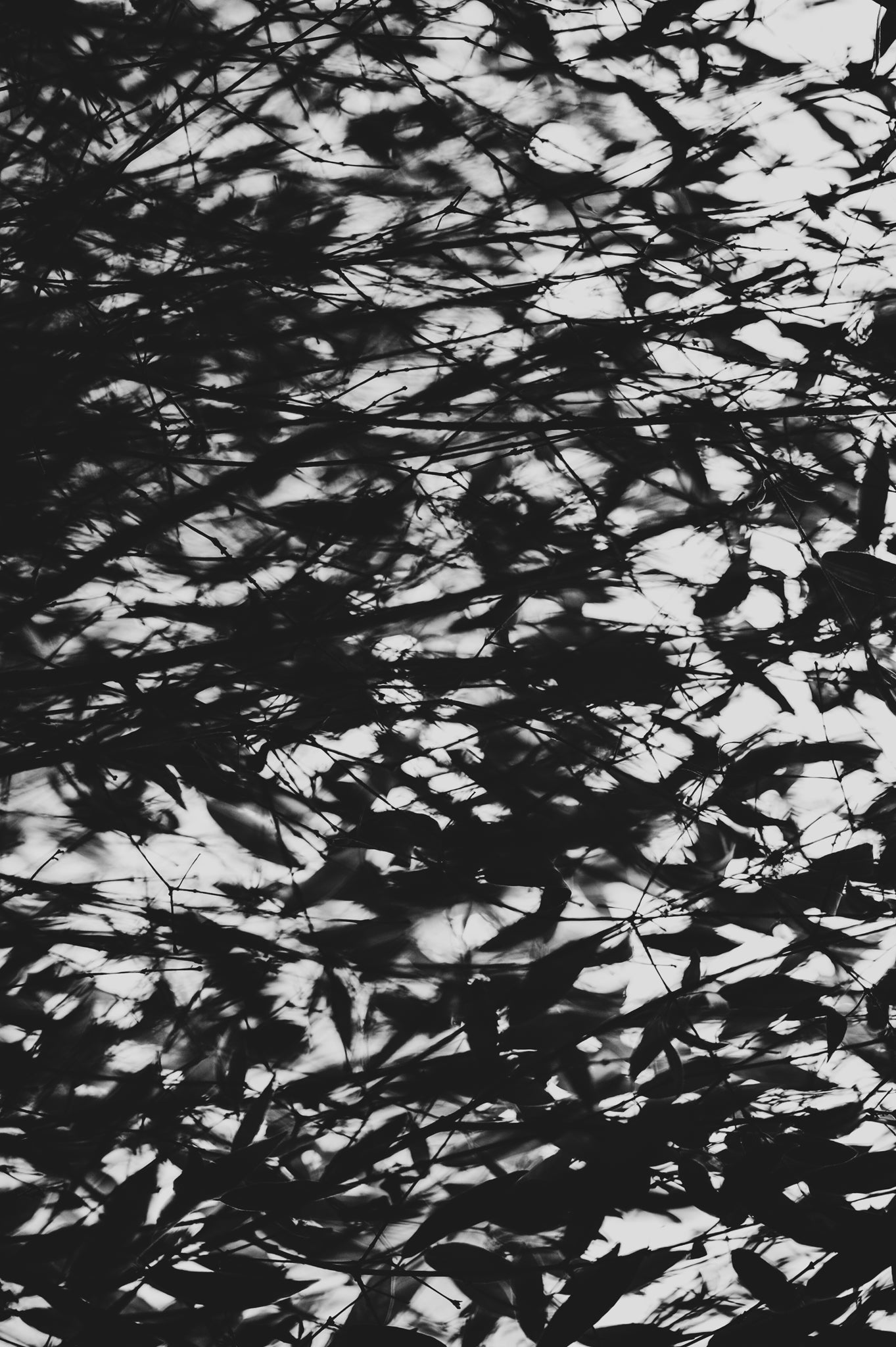 Pulse and Impression, 2011-06-19-8145
