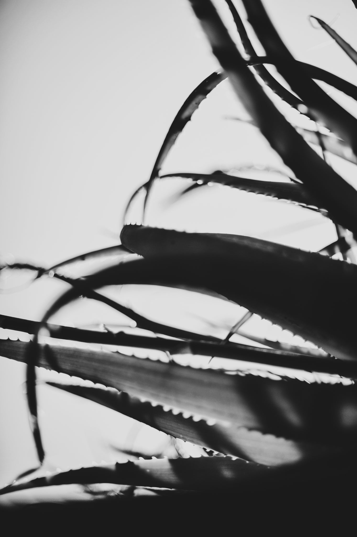 Fraught and Focus, 2011-11-26-0592