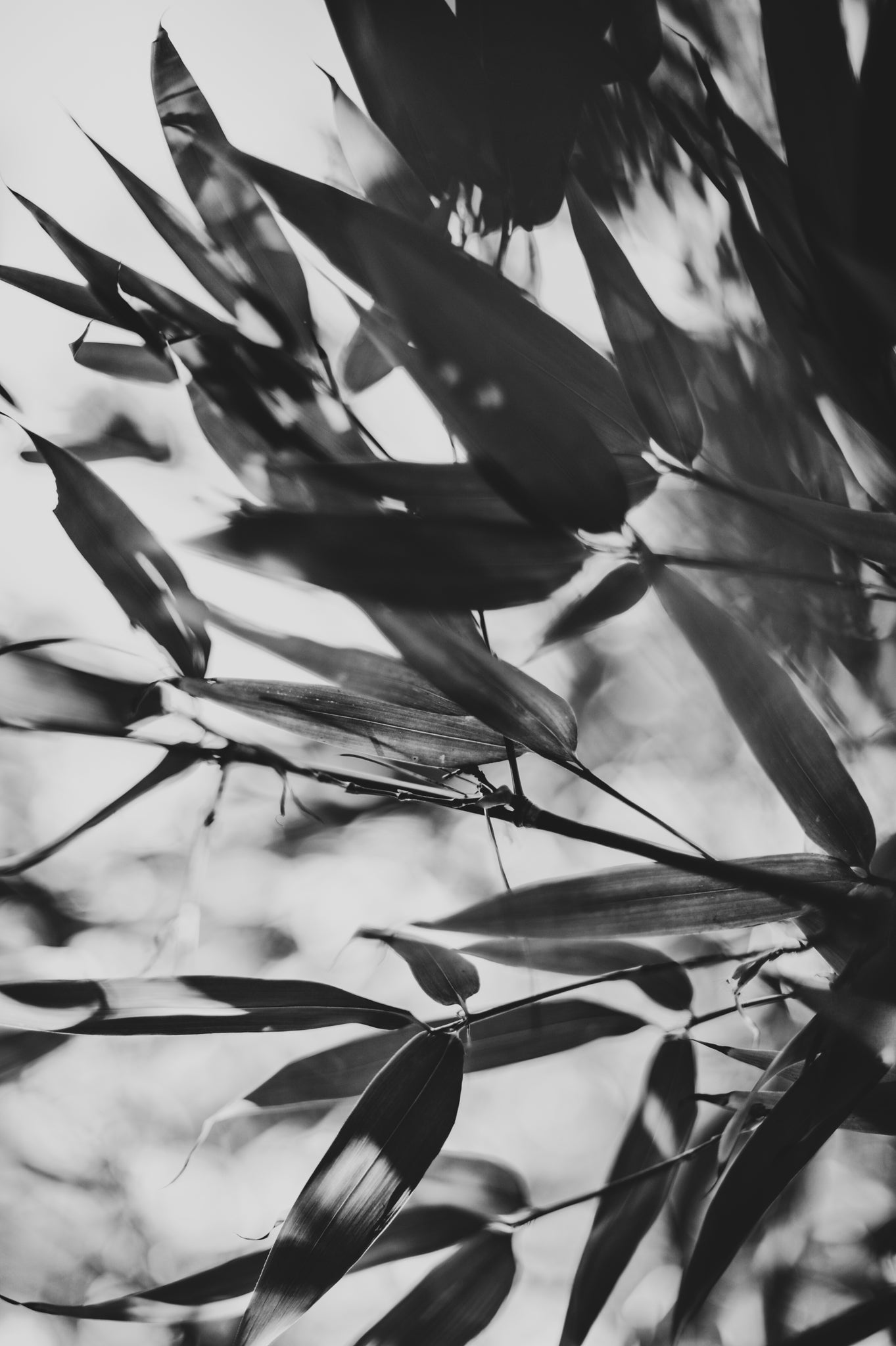 Fraught and Focus, 2011-11-26-1671