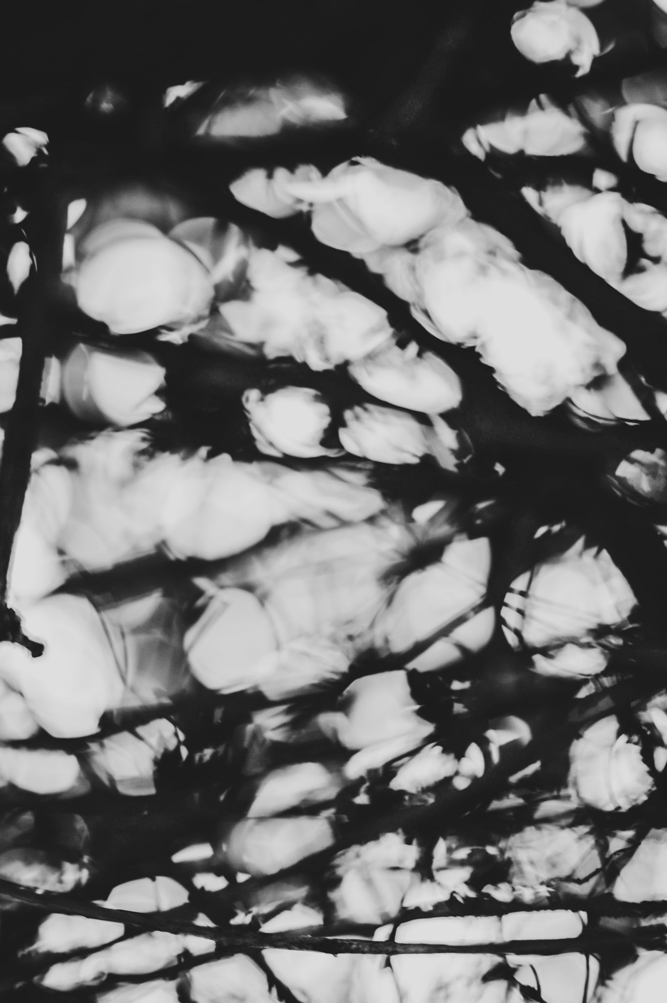 Pulse and Impression, 2011-11-26-1759