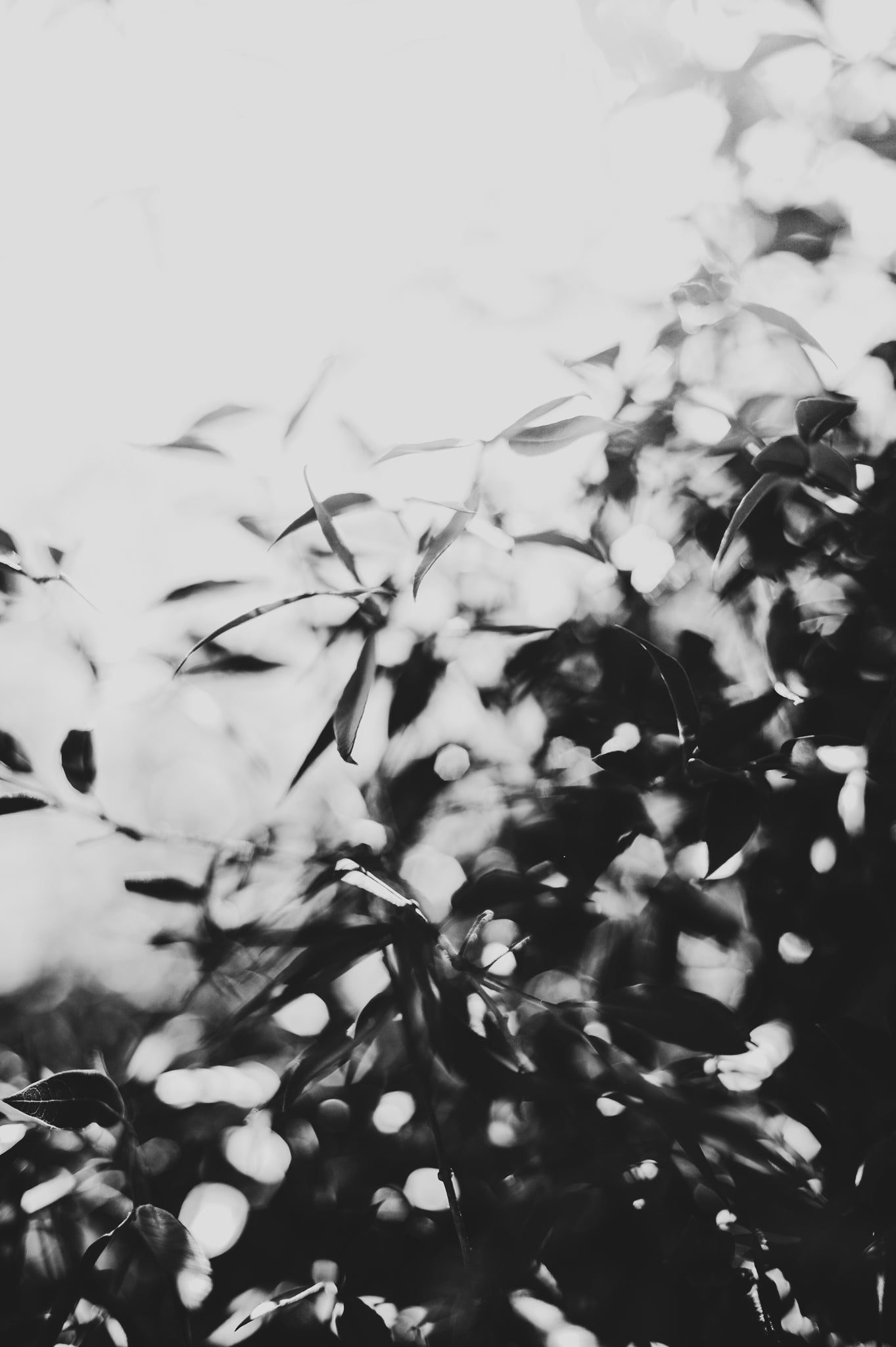 Fraught and Focus, 2012-06-17-3831