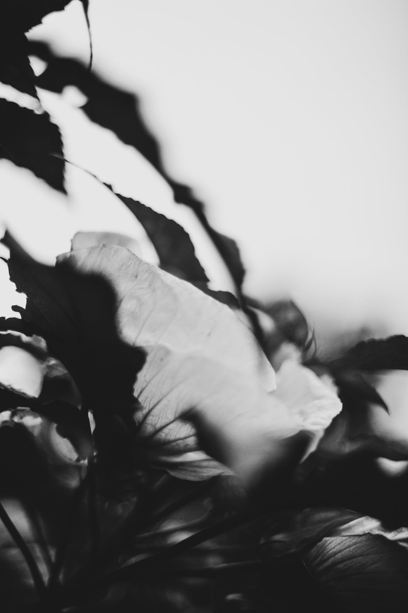 Fraught and Focus, 2019-06-22-4057