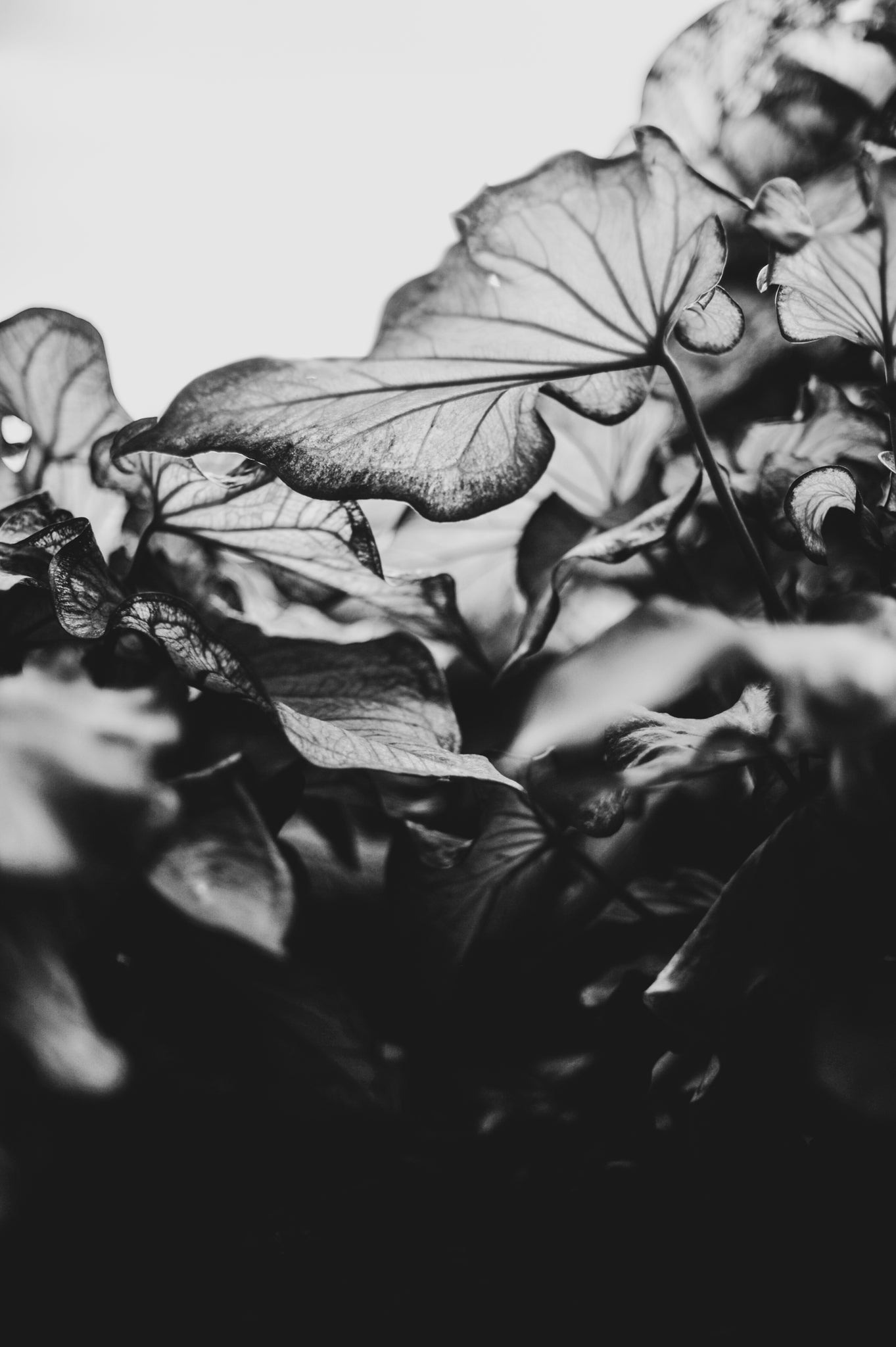 Fraught and Focus, 2019-06-22-4198