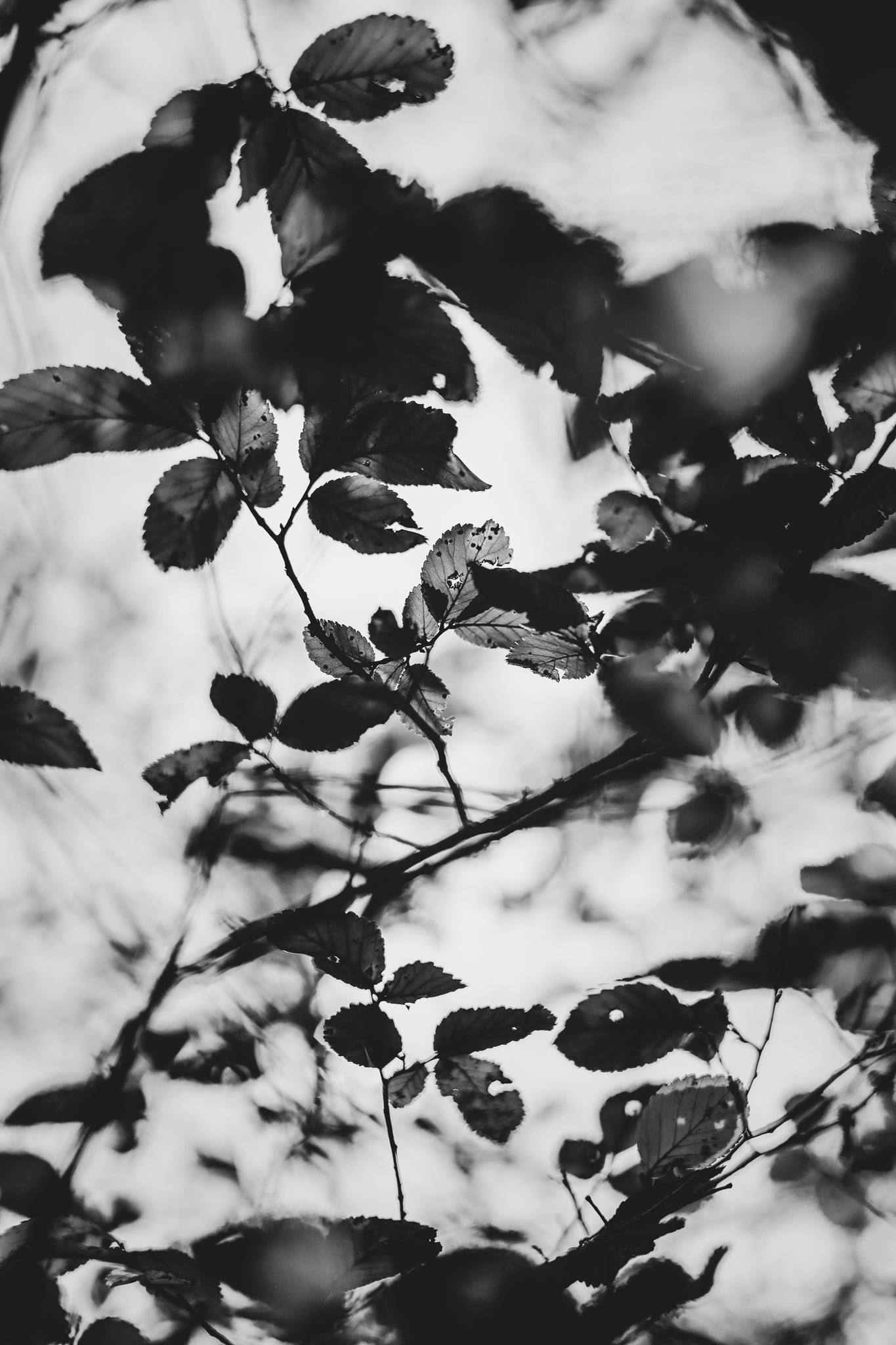 Fraught and Focus, 2021-10-24-0091