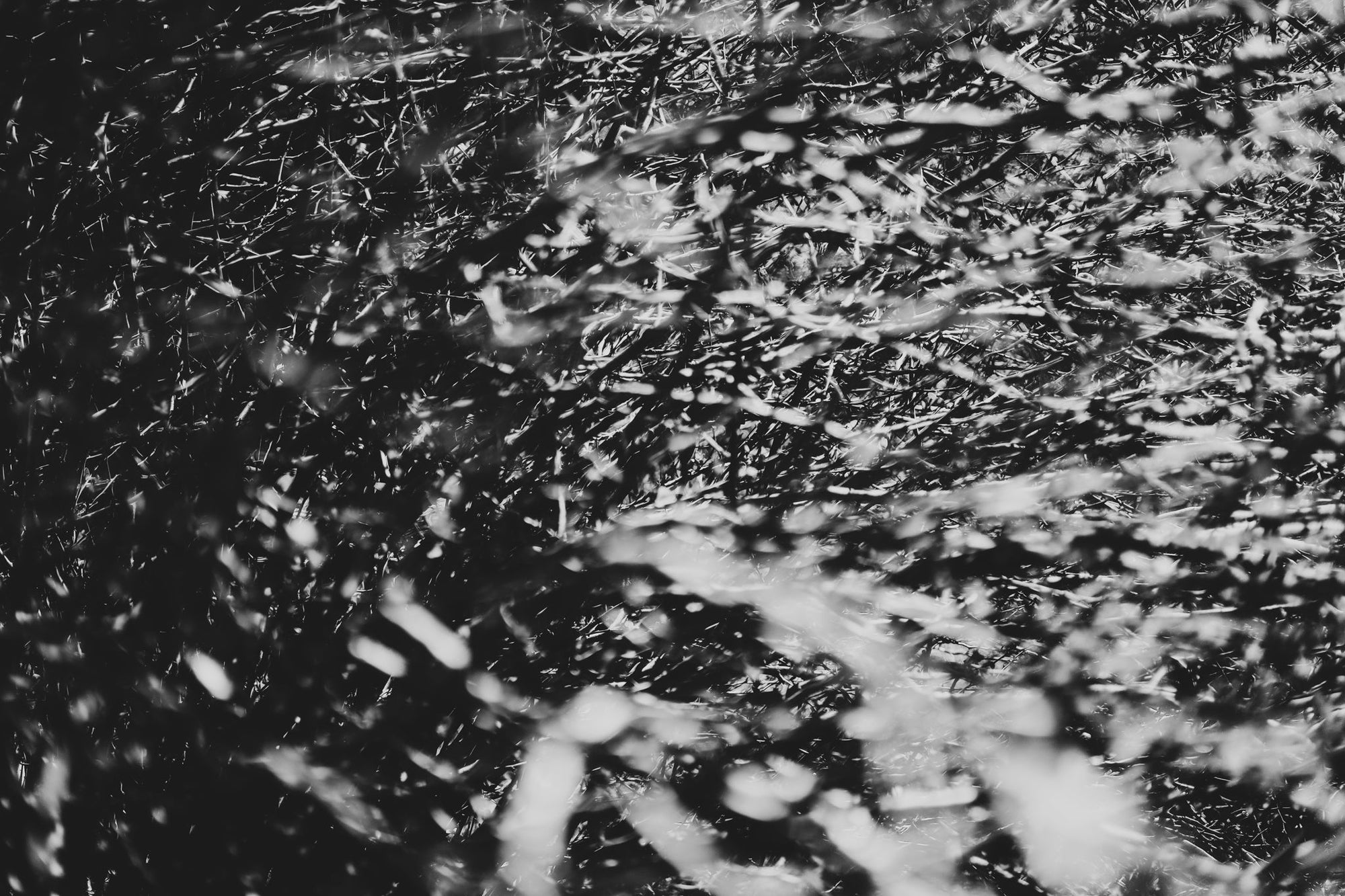 Fraught and Focus, 2022-03-18-1097