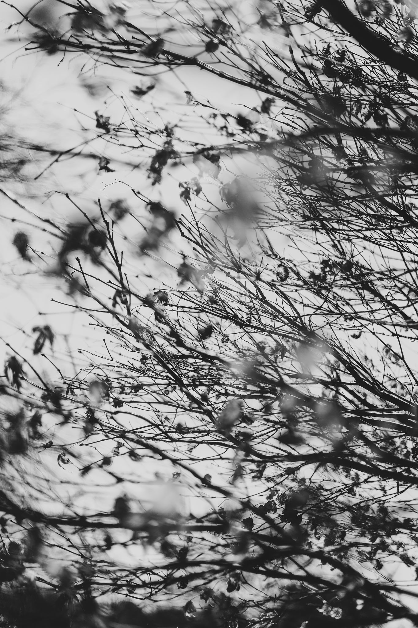 Fraught and Focus, 2022-03-18-1147