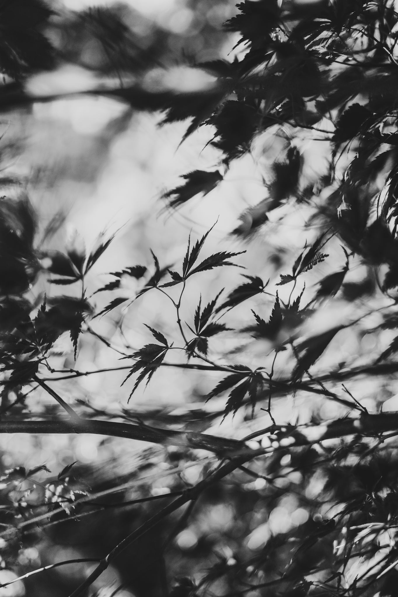 Fraught and Focus, 2022-11-30-1791