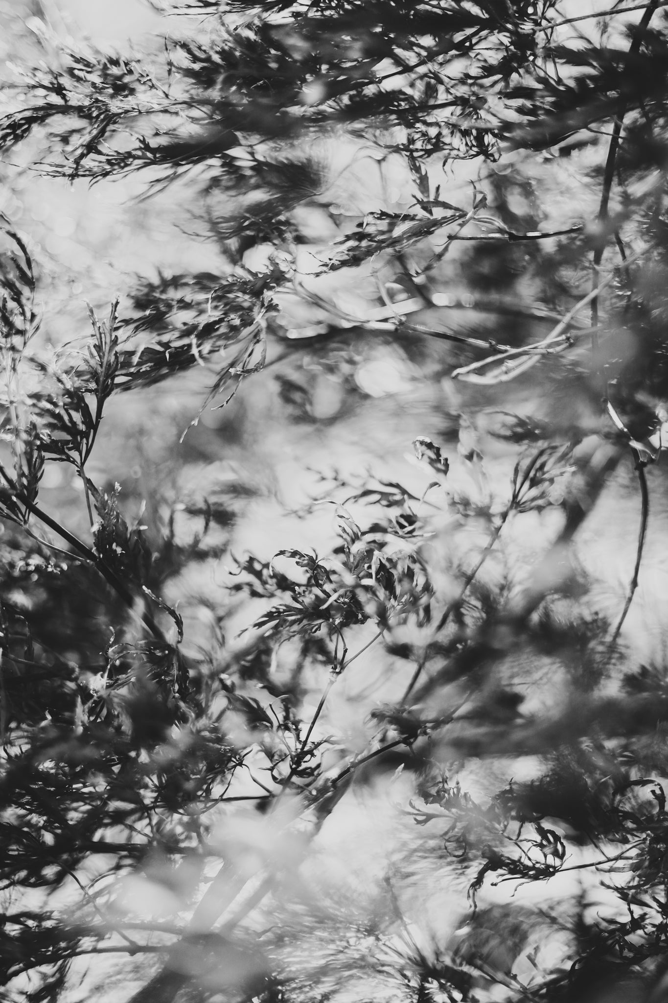 Fraught and Focus, 2022-11-30-1938