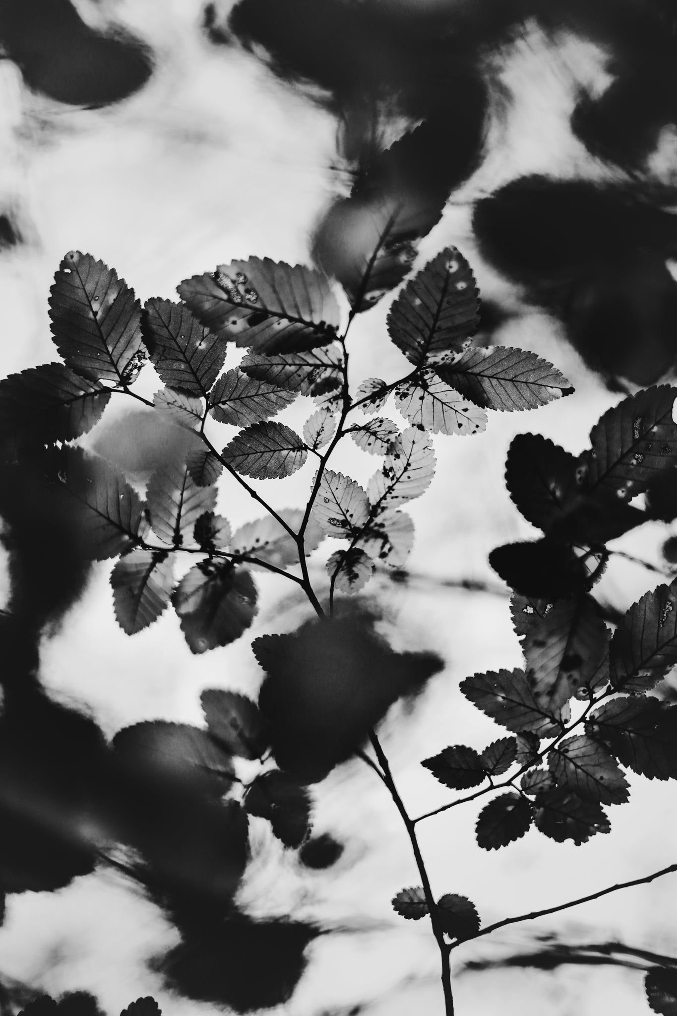 Fraught and Focus, 2022-12-03-2190