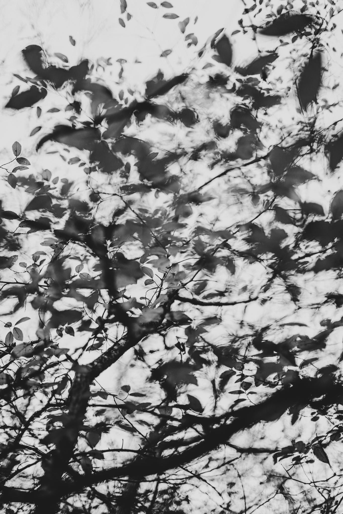 Fraught and Focus, 2022-12-03-2226