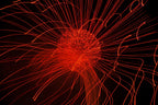 Flare and Flow, 2010-07-04-0312