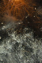 Flare and Flow, 2010-07-04-0336