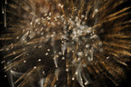 Flare and Flow, 2010-07-04-0370