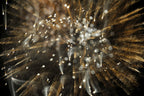 Flare and Flow, 2010-07-04-0370