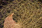 Flare and Flow, 2010-07-04-0388