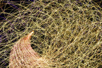 Flare and Flow, 2010-07-04-0388