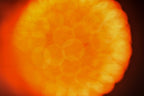 Flare and Flow, 2013-07-04-0017