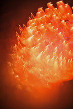 Flare and Flow, 2013-07-04-0065