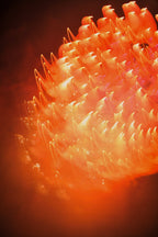 Flare and Flow, 2013-07-04-0065
