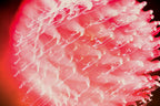 Flare and Flow, 2013-07-04-0205