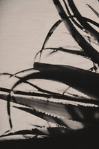 Fraught and Focus, 2011-11-26-0592