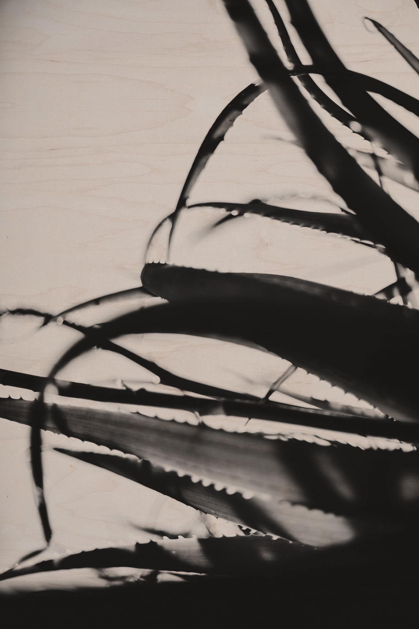 Fraught and Focus, 2011-11-26-0592