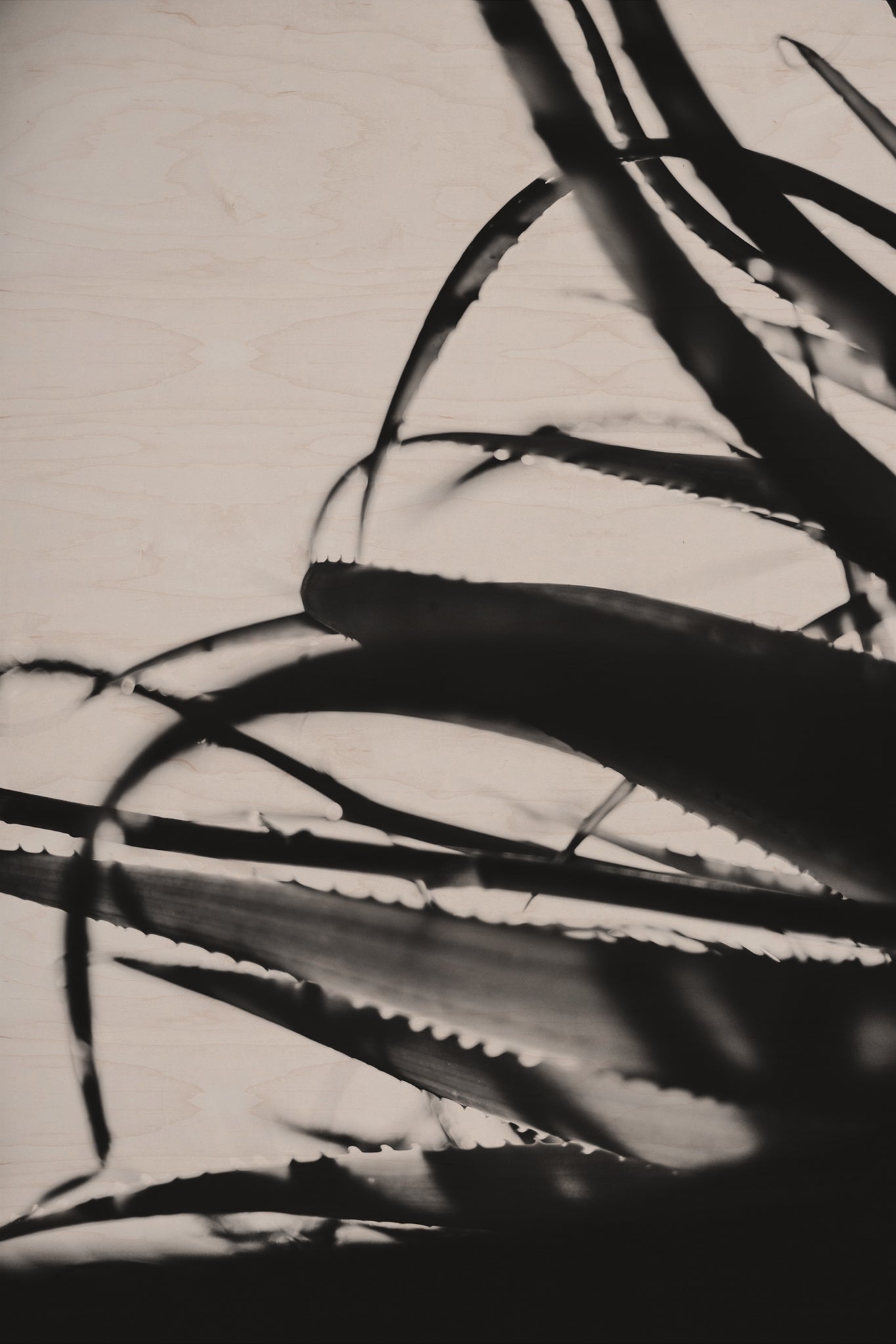 Fraught and Focus, 2011-11-26-0592