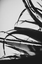 Fraught and Focus, 2011-11-26-0592