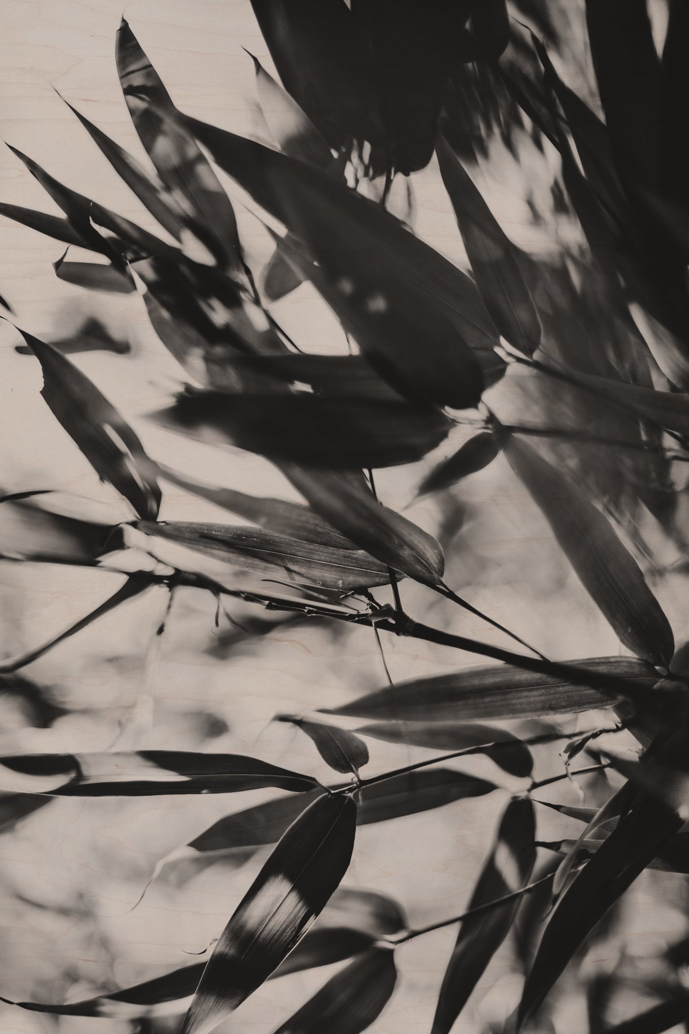 Fraught and Focus, 2011-11-26-1671