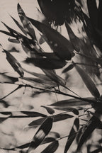 Fraught and Focus, 2011-11-26-1671