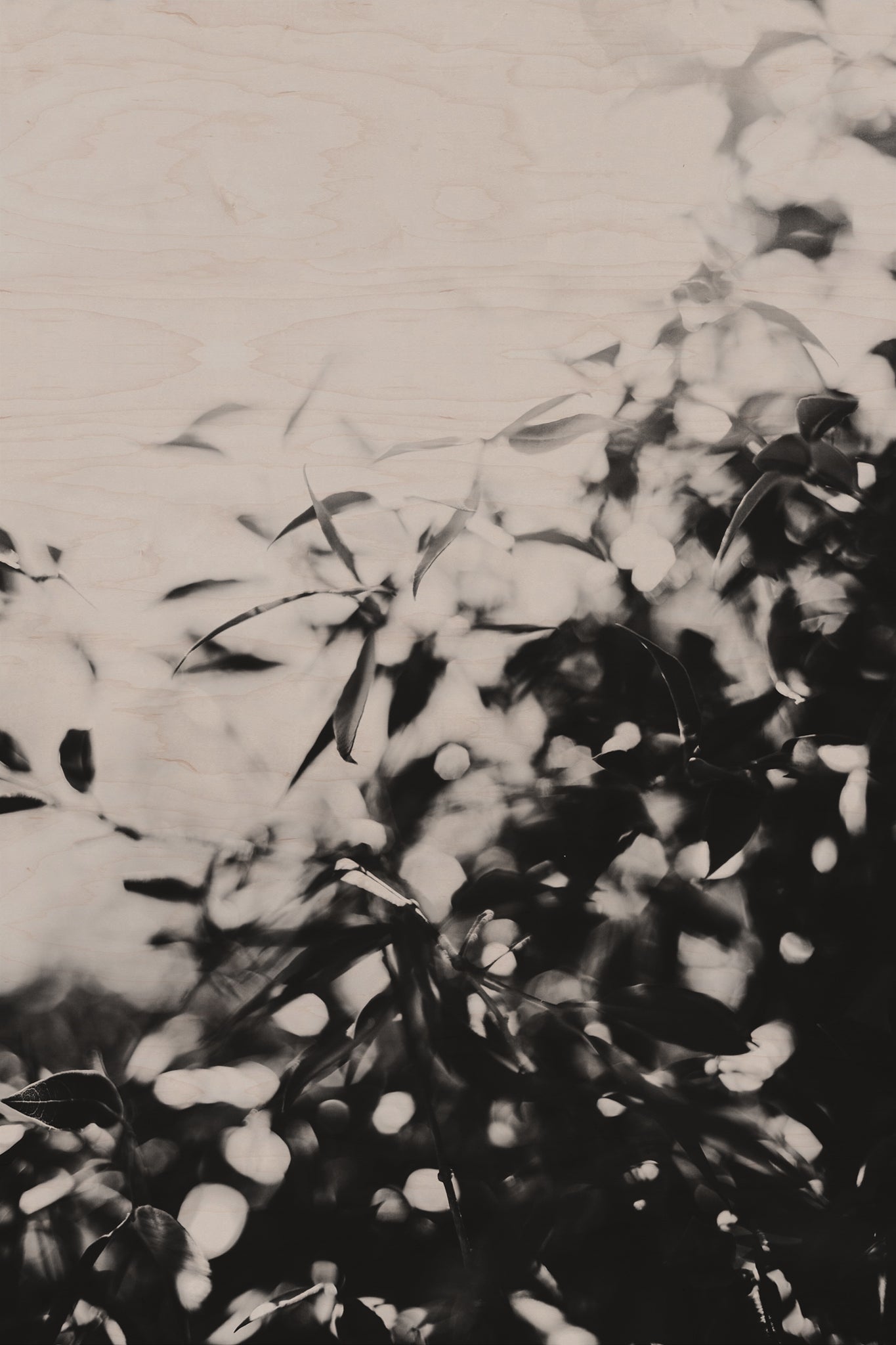 Fraught and Focus, 2012-06-17-3831