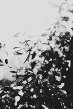Fraught and Focus, 2012-06-17-3831