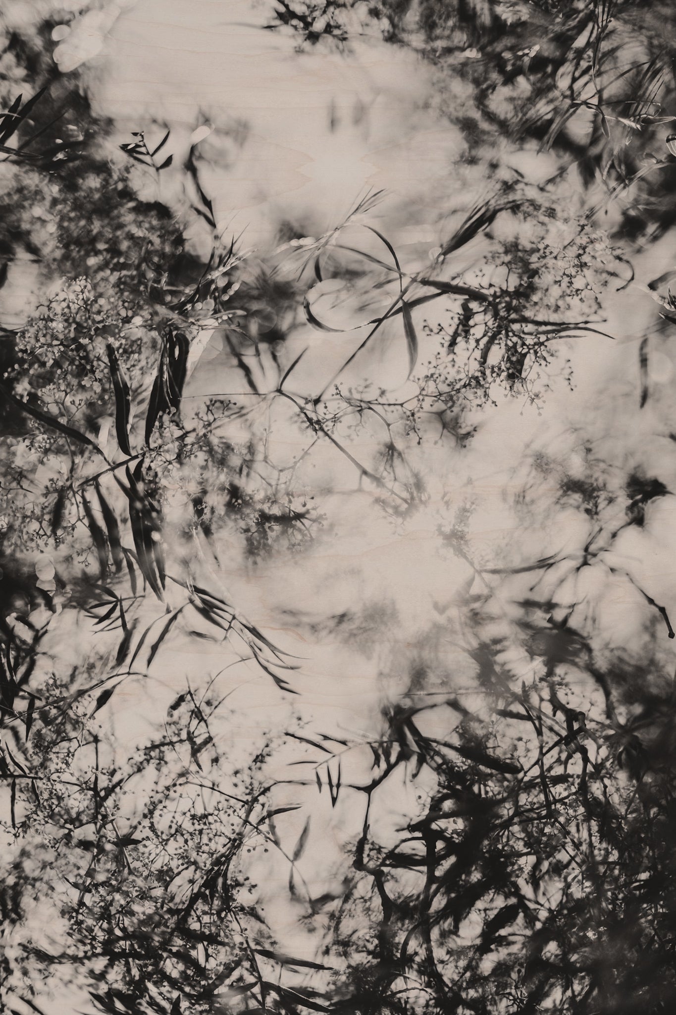 Fraught and Focus, 2012-06-17-4503