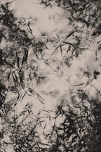 Fraught and Focus, 2012-06-17-4503