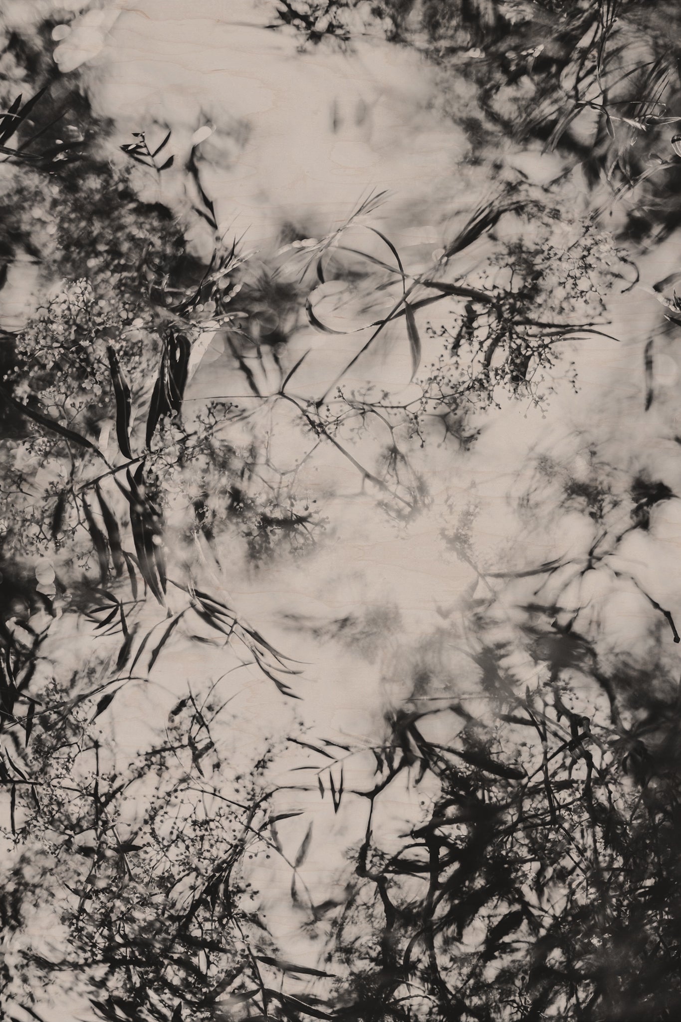 Fraught and Focus, 2012-06-17-4503