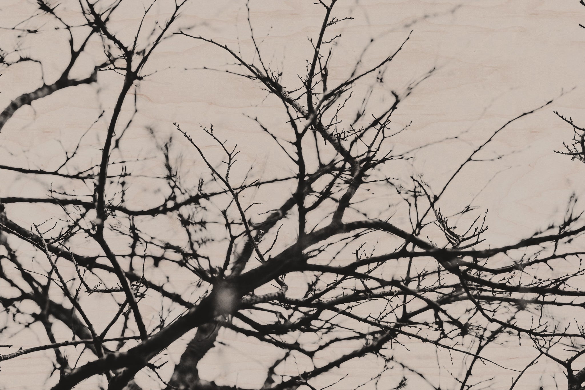 Fraught and Focus, 2018-03-26-8298