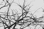 Fraught and Focus, 2018-03-26-8298