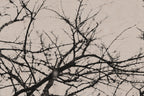 Fraught and Focus, 2018-03-26-8298