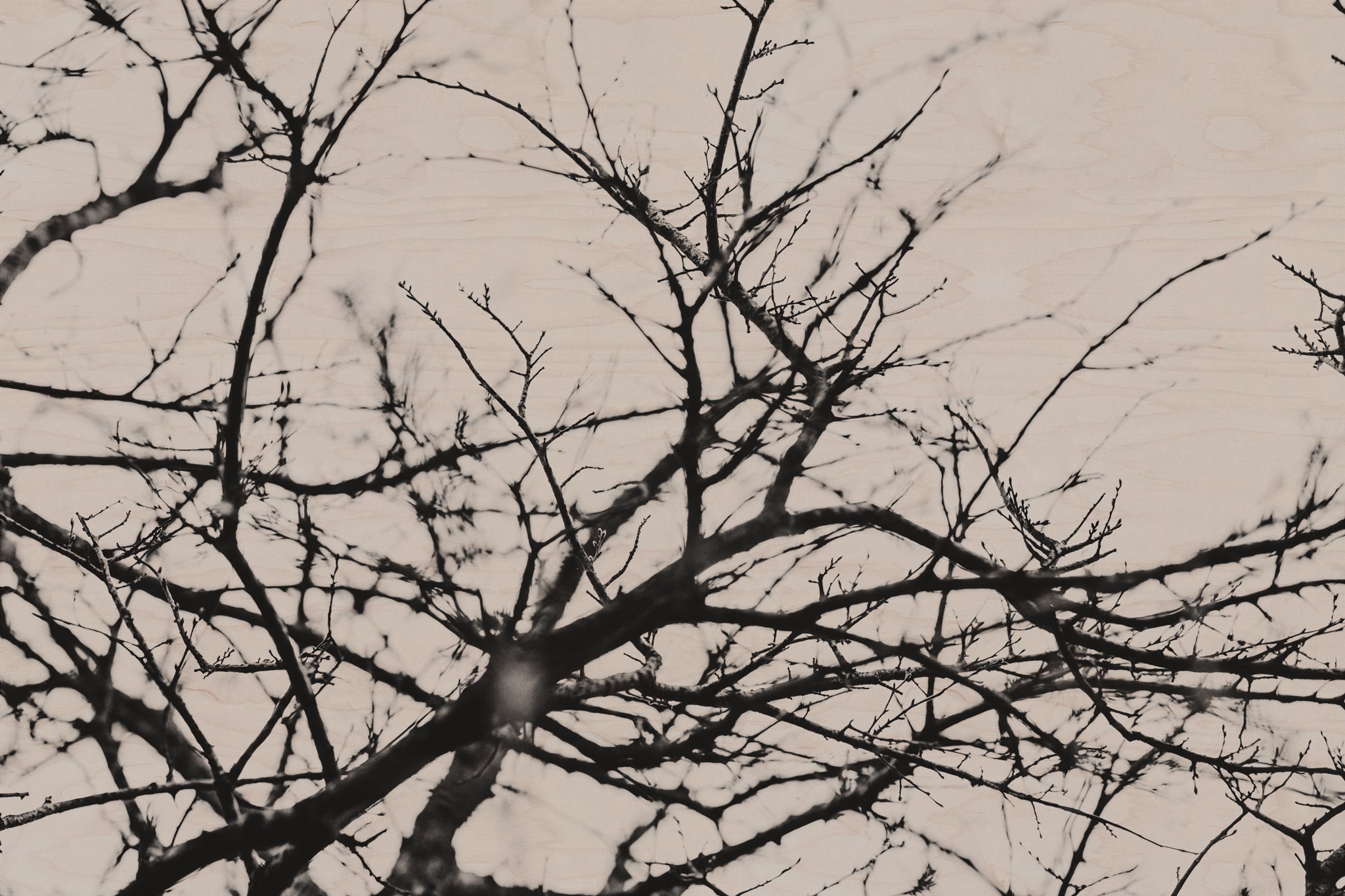Fraught and Focus, 2018-03-26-8298