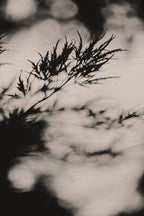 Fraught and Focus, 2019-06-22-3663