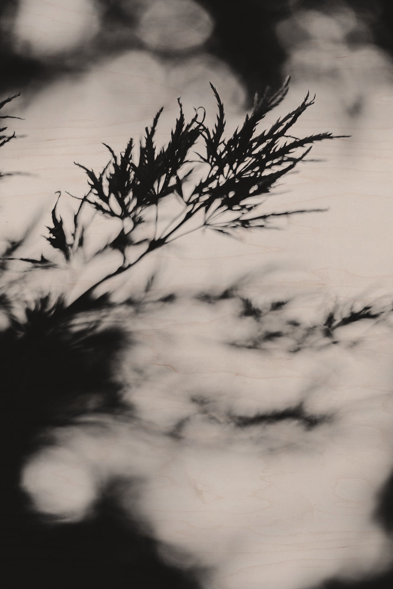 Fraught and Focus, 2019-06-22-3663