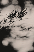 Fraught and Focus, 2019-06-22-3663
