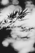 Fraught and Focus, 2019-06-22-3663
