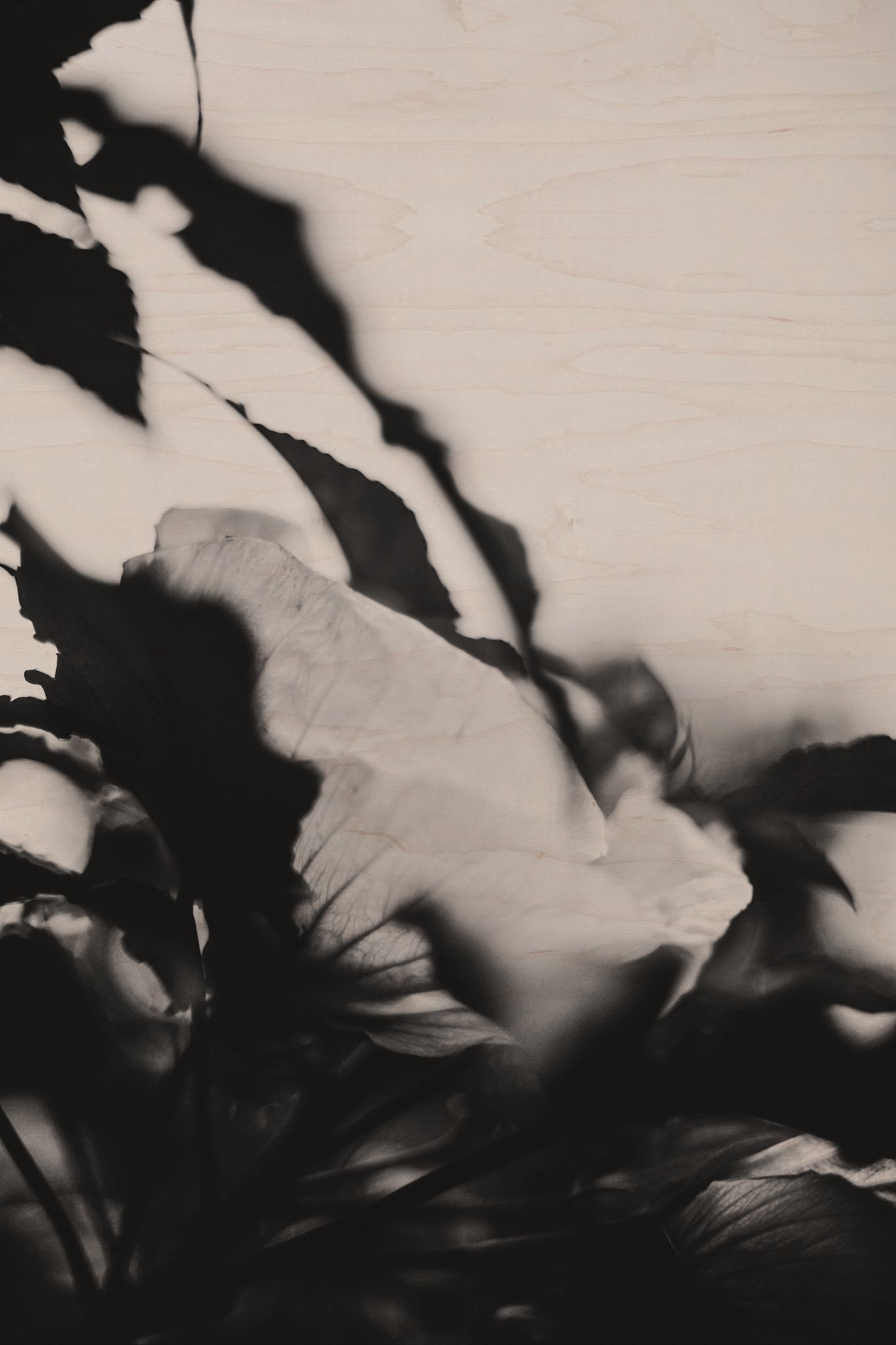 Fraught and Focus, 2019-06-22-4057