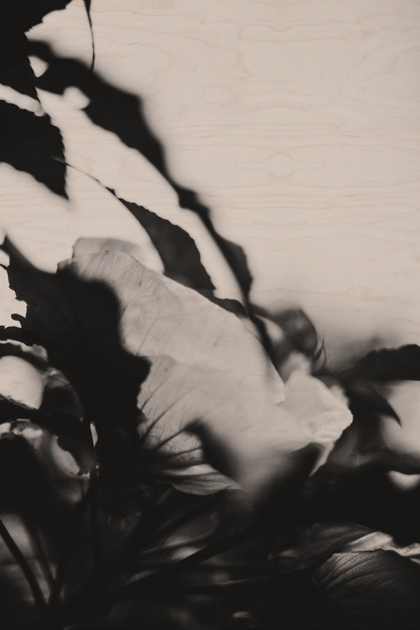 Fraught and Focus, 2019-06-22-4057