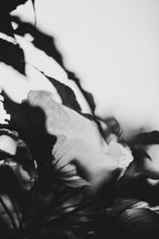 Fraught and Focus, 2019-06-22-4057