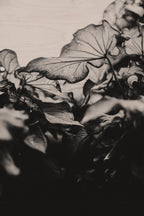 Fraught and Focus, 2019-06-22-4198