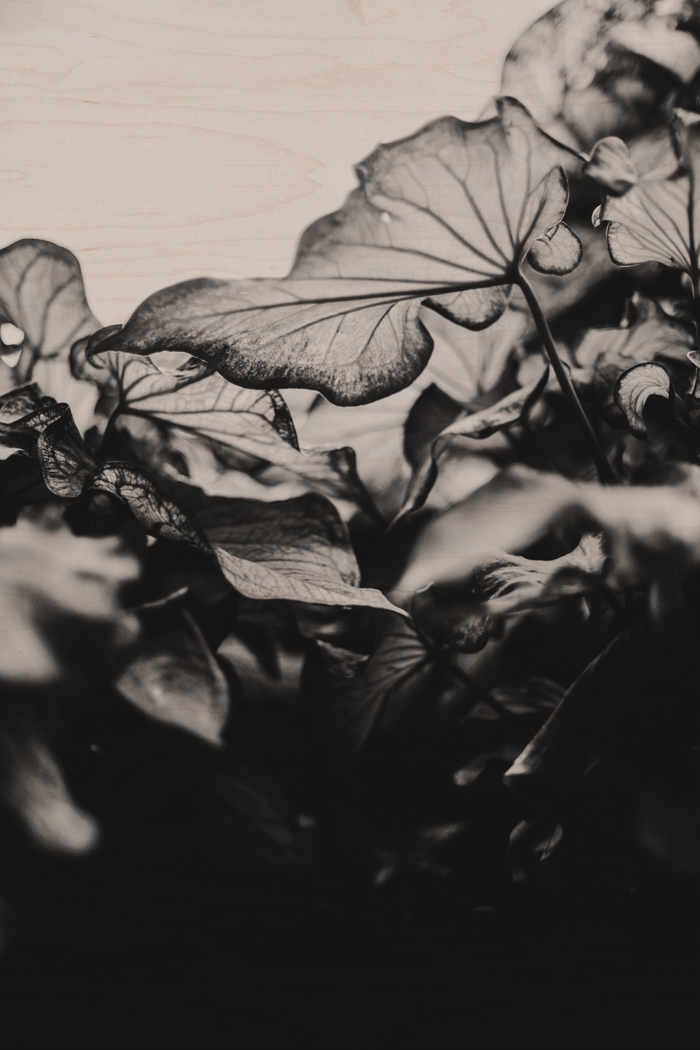 Fraught and Focus, 2019-06-22-4198
